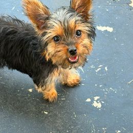 Chi Chi - Yorkshire Terrier