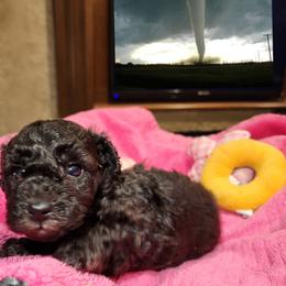 Cyclone - Silver male Poodle puppy in Harrisonville, Missouri from Kurly Q Poodles