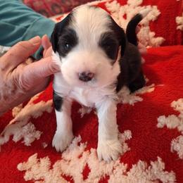 Cassie - Black and white female Tibetan Terrier puppy in Medford, New Jersey from Arkeden Tibetan Terriers