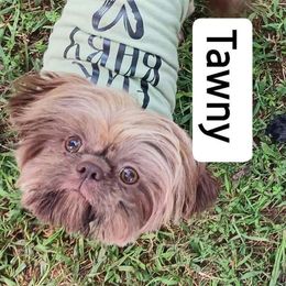 Tawny - Shih Tzu