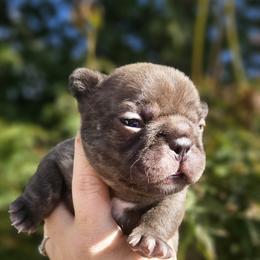 French Bulldog Puppies from Edgewater Frenchies