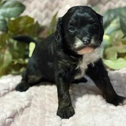 Ginny F1b - Tri-color female Cavapoo puppy in Wamego, Kansas from Doodles of Oz