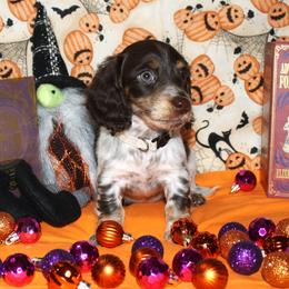 Voorhees - Piebald male Dachshund puppy in Corbin, Kentucky from White River Valley Kennel