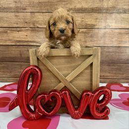 Charles - Red male Cavapoo puppy in Beresford, South Dakota from DAKOTA DOOD RANCH