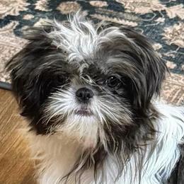 Jane - Blue female Shih Tzu puppy in Victorville, California from RUMBLE n TUMBLE