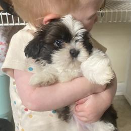 Shih Tzu puppies from Tiny Bubbles Shih Tzus