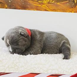 French Bulldog Puppies from Lovemyfrenchies