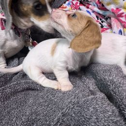 Boy 2 - Piebald male Dachshund puppy in Stockton, California from Royalty Weenies