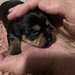 Girl 3 - Black and tan female Yorkshire Terrier puppy in Huddleston, Virginia from Potters Puppies