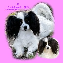 Gracie - White black and tan female Papillon puppy in Oakland, Maryland from Holly Huxford