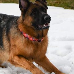German Shepherds from Herbststurm German Shepherds, LLC
