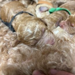 Black - Apricot male Goldendoodle puppy in Clarksville, Tennessee from Golden Pine Designer Doodles