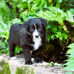 Border Collie Puppies from Ouachita Border Collies