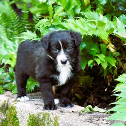 Border Collie Puppies from Ouachita Border Collies
