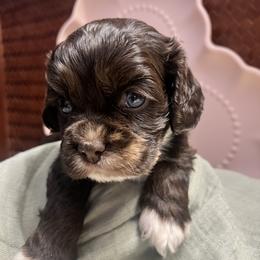 Brady - Brown and tan male Cocker Spaniel puppy in Camp Douglas, Wisconsin from Bluff Country Cockers