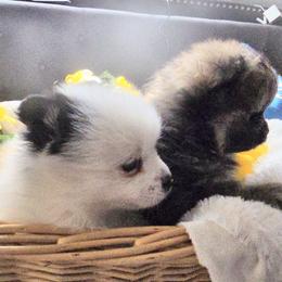 Pomsky Puppies from Amazing High Desert Pomskys