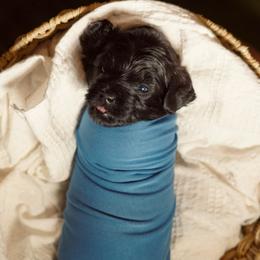 Blue Collar Boy - Black male Yorkipoo puppy in Las Vegas, Nevada from Plush Toy Poodle Puppies & Pals
