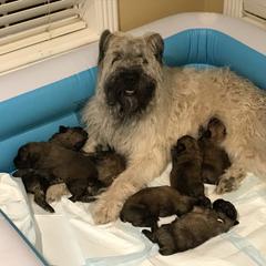 Bouvier des Flandres Puppies from Seasons of Joy Farm and Ranch