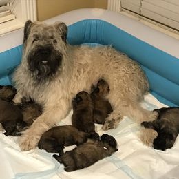 Bouvier des Flandres Puppies from Seasons of Joy Farm and Ranch