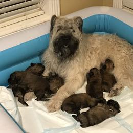 Bouvier des Flandres Puppies from Seasons of Joy Farm and Ranch