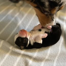 Miniature Australian Shepherd Puppies from Mels Mini Aussies