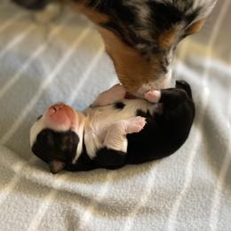 Miniature Australian Shepherd Puppies from Mels Mini Aussies