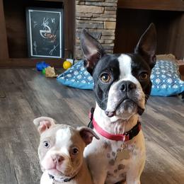 Boston Terrier Puppies from Lola’s House of Bostons & Rescue
