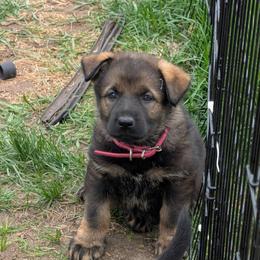 Pink - Sable female German Shepherd puppy in Motley, Minnesota from Von Thomson Haus