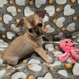 Chihuahua Puppies from Faith's Heavenly Chihuahuas