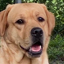 Spice - Labrador Retriever