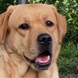 Spice - Labrador Retriever