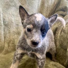 Astra - Blue speckled female Australian Cattle Dog puppy in Atwood, Kansas from Grit ‘n’ Grace Ranch