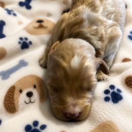 BASILEUS - Apricot male Goldendoodle puppy in Cumberland, Rhode Island from minigoldendoodlesofRI