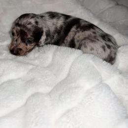 Lullaby - Dapple female Dachshund puppy in San Diego, California from Enchantables