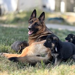 Purple Collar - Black and tan female German Shepherd puppy in Eagle Creek, Oregon from Platz German Shepherds