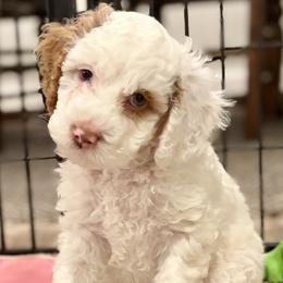 Olaf - Buff and white male Cockapoo puppy in Richmond, Kentucky from Ham’s Cockapoos