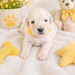 Girl 2 Honey - Light golden female Golden Retriever puppy in Angier, North Carolina from Howard's Retrievers