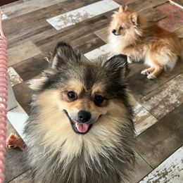 Buddy - Pomeranian