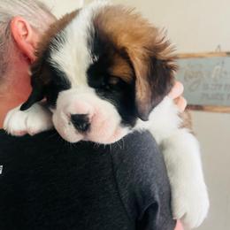 Red - Mahogany and white male Saint Bernard puppy in Double Springs, Alabama from St Bernard Kingdom, LLC