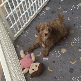 Toto - Red  male Poodle puppy in Winter Haven, Florida from Herdez’s Poodles