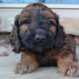 Maximus - Black and tan Cockapoo puppy in Mena, Arkansas from Ouachita River Cockapoos