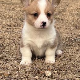 Sophia - Fawn female Pembroke Welsh Corgi puppy in Rolla, Missouri from 4A Corgis