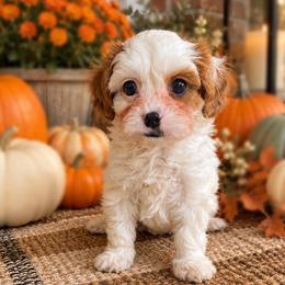 Noah - Blenheim male Cavapoo puppy in Van Alstyne, Texas from Home Grown Puppies