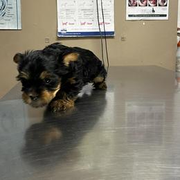 Bubbles - Black and tan female Silky Terrier puppy in City Of Orange, New Jersey from Fur-Ever Friends