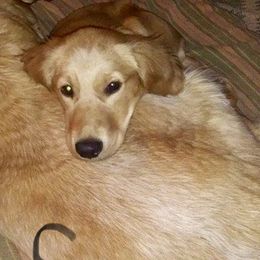 Golden Retriever All Grown Up from Nelsons Goldens