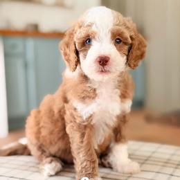 Blitz - Red  male Goldendoodle puppy in Hartwell, Georgia from BellaDoodles