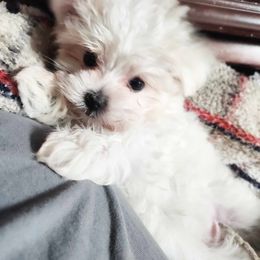 Maltese, Maltipoo, and Poodle Puppies from C&Js Tiny Toys