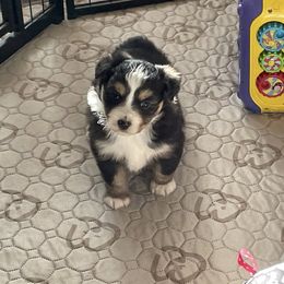 Jovi - Black tri female Miniature American Shepherd puppy in Garysburg, North Carolina from Schaefer's Miniature American Shepherds