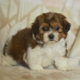 Empress Marie - Brown and white female Shichon puppy in Delta, Colorado from PTK Ranch