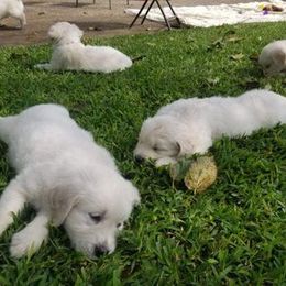 Golden Retriever Puppies from Golden Dust Retrievers